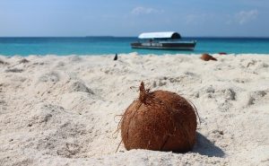 noix de coco pour punch coco ou noix de coco caramélisées